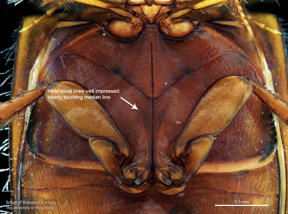 Prosternal and hind coxal process